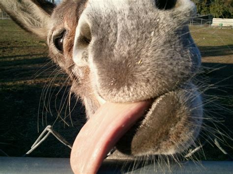 My Silly Donkey Bibby