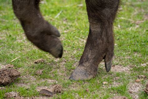 Do Pigs Have Hooves Or Trotters What You Need To Know Pet Keen