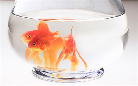 Can You Keep Goldfish In A Fishbowl Aquariumnexus