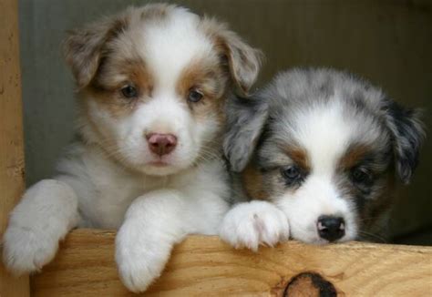 The mini aussie was first bred in the united states in 1968 using small australian shepherds. Heart of Gold Aussies Houston, Ohio 45333