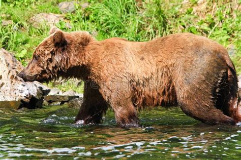 Alaska Brown Grizzly Bear All Wet Stock Image Image Of Backcountry