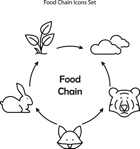 Educational Banner For Kids About The Food Chain In The Wild Wildlife