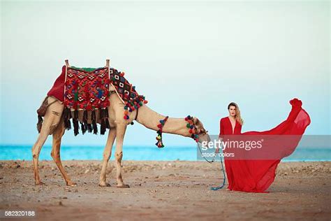 beach camels photos and premium high res pictures getty images