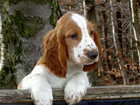 That's more than 1,700 years ago! welsh springer spaniel chiot #2