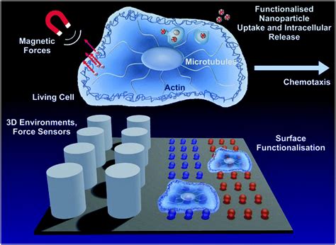 Challenges In Tissue Engineering Towards Cell Control Inside