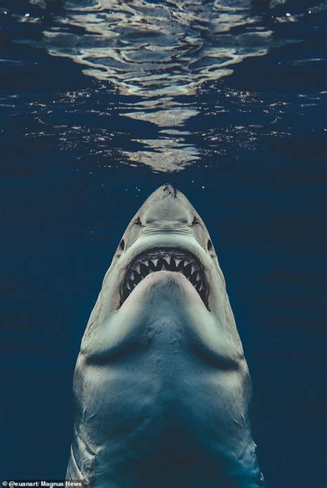 Photographer Re Creates ‘jaws Poster With Shot Of Real Shark