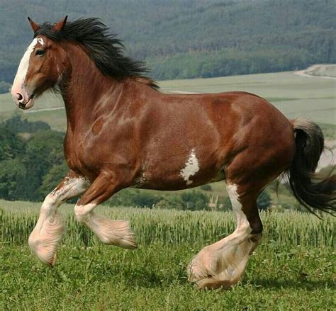 Clydesdale I Want One Soo Bad Horses Clydesdale Horses Budweiser