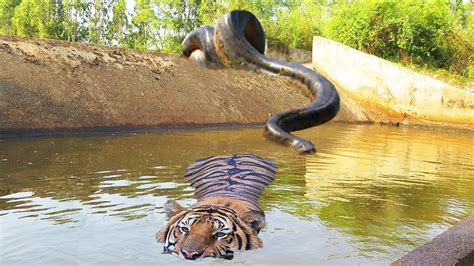 Big Cat Powerful Become Prey Of The Giant Anaconda Wild Animal