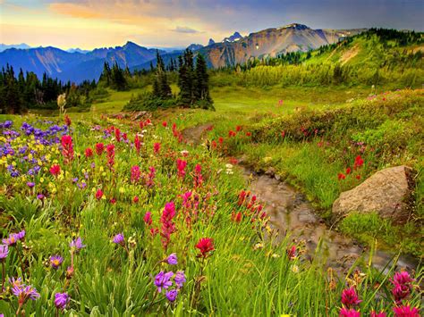 Meadow And Mountains Colorful Flowers Meadow With Grass Green Mountain