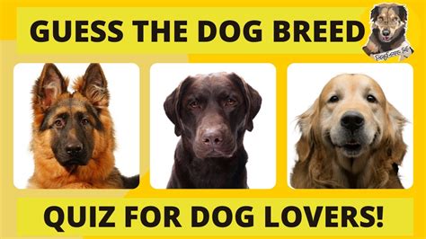Guess The Dog Breed Quiz Youtube