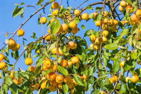 Check spelling or type a new query. Easy Tips For Growing Fruit Trees in TexasWells Brothers ...