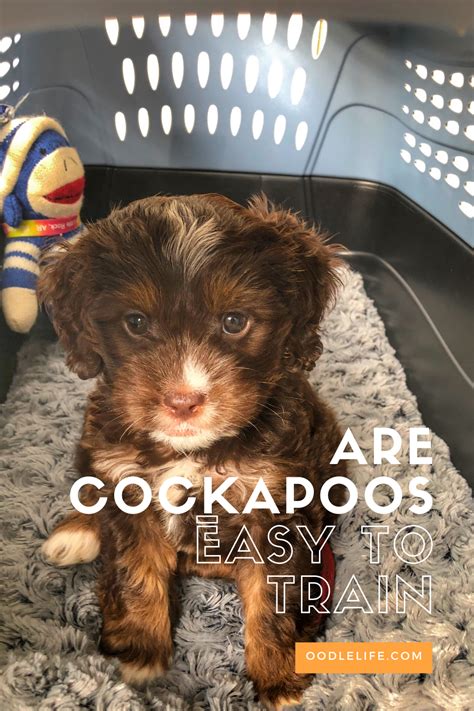 Are Cockapoos Easy To Train Tips For Fast Cockapoo House Training