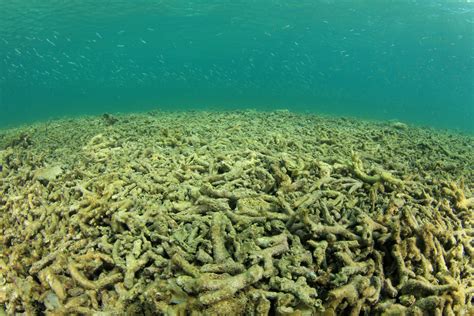 Why Are Coral Reefs Dying Exploring The Causes And Solutions