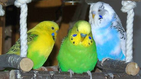 5 Hr Urge Quiet Parakeets Sing Playing This Cute Budgies Chirping