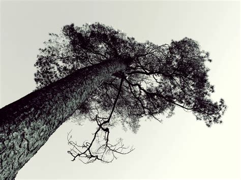 26 Koleksi Sketsa Gambar Pohon Tampak Atas Terlengkap Hobisket