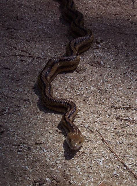 Yellow Rat Snake 4 Scotthelfrichphotography Flickr
