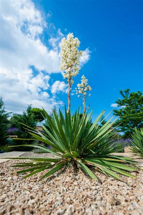 How Fast Does A Yucca Grow