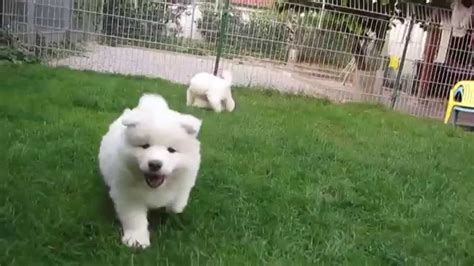 Learn the shots your puppy needs and why they are so important. Samoyed puppies 6 weeks old - YouTube