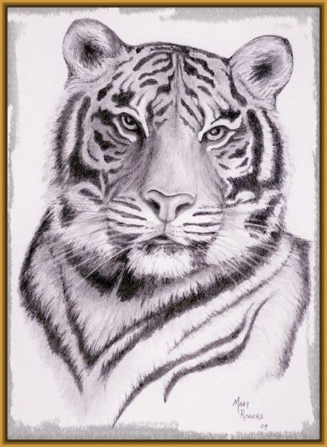 Recreaci N Diccionario Emoci N Imagenes De Tigres Para Dibujar A Lapiz