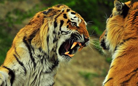 Wild Animals Wallpapers 65 Pictures