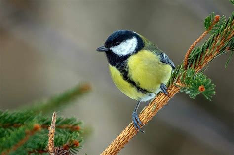 Alle ferientermine für österreich 2020 sorgfältig recherchiert und tabellarisch dargestellt. BirdLife Österreich präsentiert das Endergebnis der ...