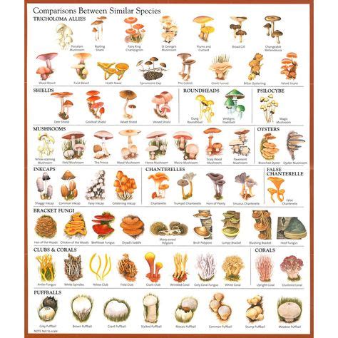 The 25+ best Mushroom identification ideas on Pinterest