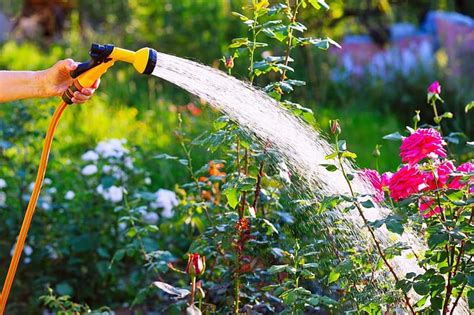 Summer Watering Tips For Healthy And Lush Gardens