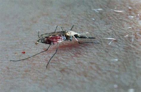 Zika Virus The Tiger Mosquito Poses A New Threat Over France Ace Mind