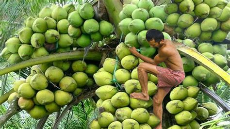 Penghasil Kelapa Terbesar Di Dunia 6 Rekor Indonesia Di Bidang Pertanian Youtube