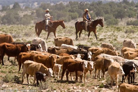 Cattle Drive Cattle Drive Animals Cattle
