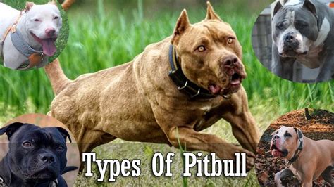 Types Of Pitbull Breeds That Are Popular Today Pitbull Types Youtube