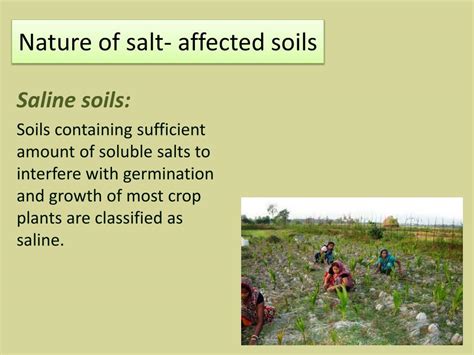 Ppt Reclamation Of Salt Affected Soils Powerpoint Presentation Free