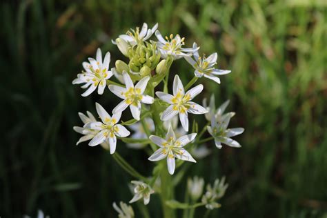 13 Flowers That Bloom At Night Install It Direct