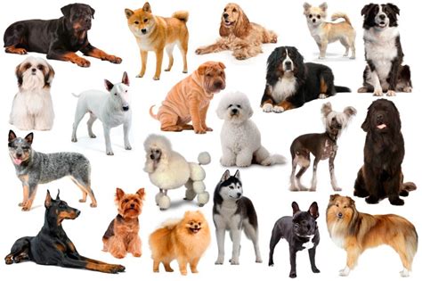 Породы Домашних Собак С Фотографиями Фото Картинки