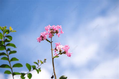 Crape Myrtle Flower Blue Sky Background And Picture For Free Download