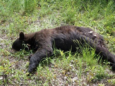 Dead Black Bear Found In Roxbury Was Shot Likely Dumped Conservation