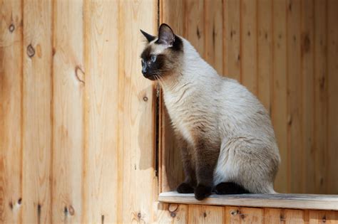 The snowshoe is a somewhat recent domestic breed that was developed during the 1960s by a breeder of siamese cats. Check Out the Distinct Personality of the Snowshoe Siamese ...