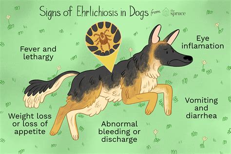 How To Treat The Tick Borne Disease Ehrlichiosis In Dogs