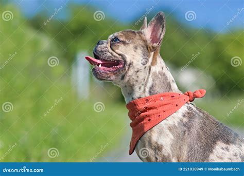 Side View Of Merle Colored French Bulldog Dog Wearing Red Neckerchief