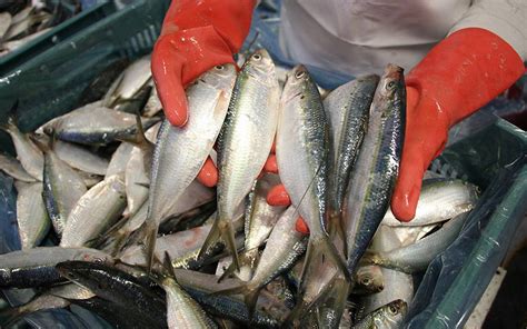 Establece Sader La Talla De Captura De Peces En El Pacífico Y El Golfo