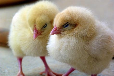 Cara Merawat Anak Ayam Hutan Yang Baru Menetas Ayam Hias Jember Ayam