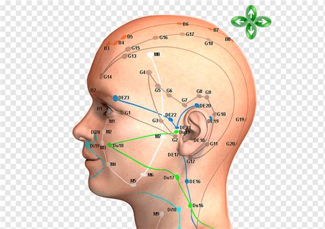 Acupuncture Acupressure Meridian Traditional Chinese Medicine Head Tcm