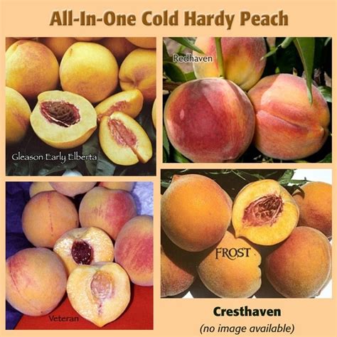 Cold Hardy Peaches 3 On 1 Multiple Grafted Fruit Tree Semi Dwarf