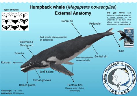 Humpback Whales Anatomy