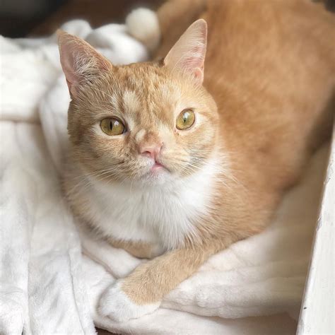 Pinterest 𝓑𝓵𝓾𝓮𝓲𝓼𝓱𝓢𝓸𝓯𝓲𝓮 Smush Smushofficial Cute Ginger Red Cat Cat