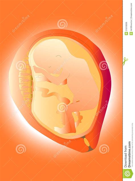 妇女器官 库存例证. 插画 包括有 显示, 母亲, 树荫, 器官, 内部, 胚胎, ，并且, 橙色, 怀孕 - 31818006