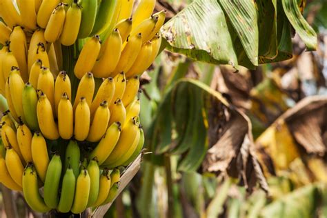 My Memory Of My Childhood On A Banana Plantation Slow Food