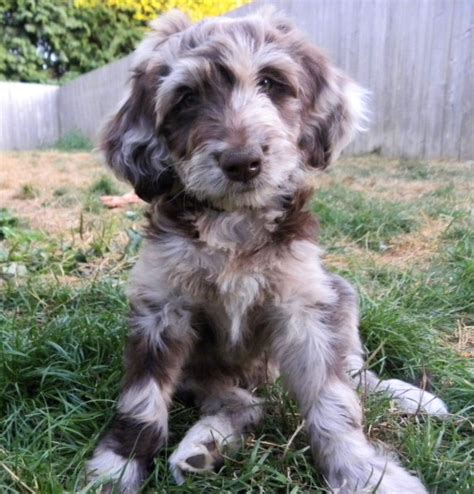 Our aussiedoodle puppies for sale are the best choice for a playful, highly energetic, loving dog who's always excited to spend time with you and keep your. About Aussiedoodles - Aussiedoodle Puppies for Sale ...