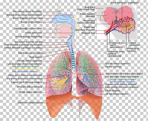 Diagram Respiratory System Function Aflam Neeeak
