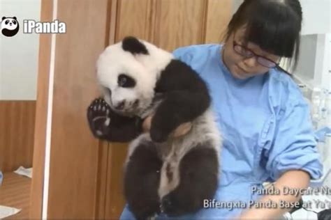 Panda Nanny At Chinese Sanctuary Dubbed The Happiest Job In The